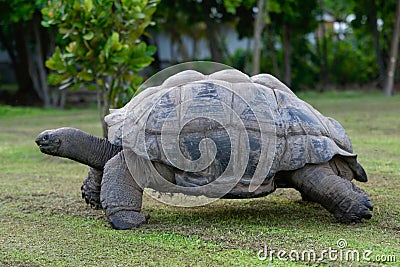 Seychelles giant tortoises Stock Photo
