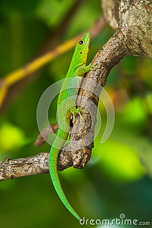 Seychelles Green Gecko Stock Photo