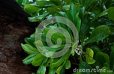 Seychelles Takamaka tree. Stock Photo