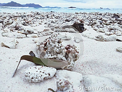 Seyshells beach.,..meny shell's on the beach Stock Photo