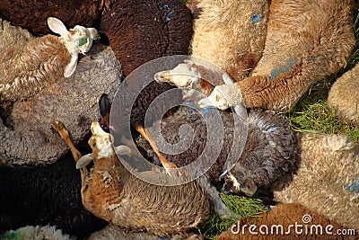 Amusing herd of sheep rest in a close pile Stock Photo