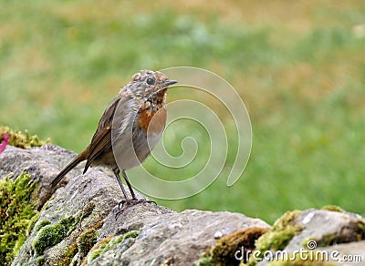 Young juvenile robin going through first moult Stock Photo