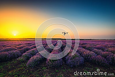 Shabla, Bulgaria - Juny 24 ,2016: DJI Inspire 1 Pro drone UAV quadcopter and lavender field Editorial Stock Photo