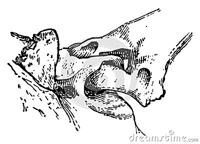 Shackle Joint from the Exoskeleton of a Siluroid Fish, vintage illustration Vector Illustration