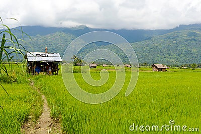 Shacks on a rice field Stock Photo