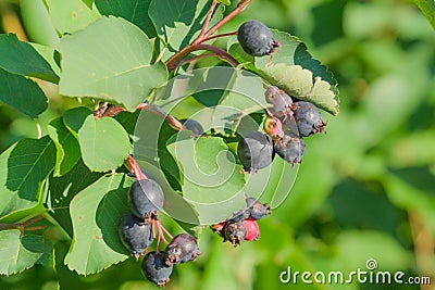 Shadberry berry on a tree Stock Photo