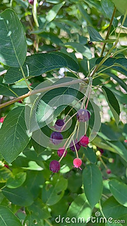 shadberry ripe berry on the green bush harvest Stock Photo