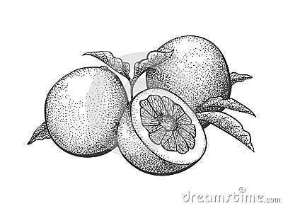 Shaddock engraving isolated on white Vector Illustration