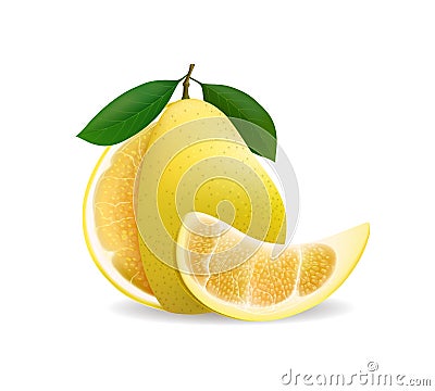 Shaddock fruit illustration Vector Illustration