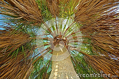 Shade Of A Cabbage Sabal Palm Tree Stock Photo