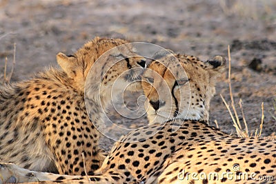 Wild cheetah cub licking his mother, kalahari desert, botswana Stock Photo