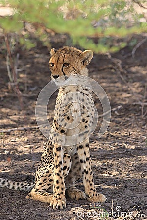 Wild cheetah cub sitting upright in the shade, kalahari desert, botswana Stock Photo