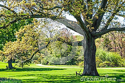 Shade Tree in Park Stock Photo