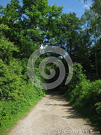 Shaded Country Lane Stock Photo