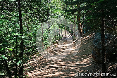 Shaded Forest path Stock Photo