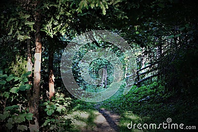 Shaded magic mysterious path, path in dark undergrowth. Stock Photo