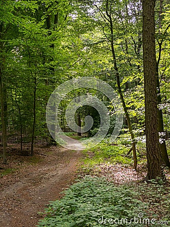 Shaded path through the beechwood forest and sunbeams Stock Photo