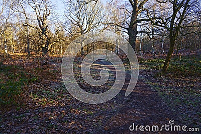 Shaded path winding through Sherwood Forest on a winter morning Stock Photo