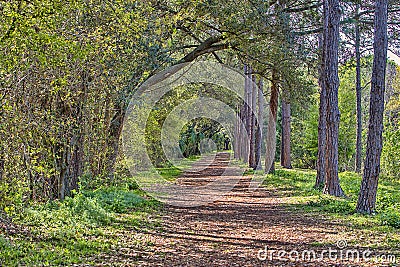 Sawgrass Lake Park Shaded Walking Trail Stock Photo