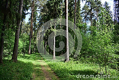 Shaded winding road of old pine forest to the heavens of fresh young grass Stock Photo