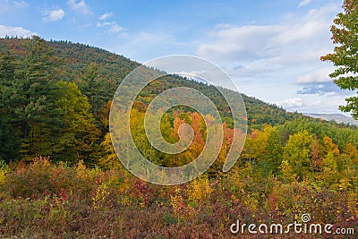 Spattering Of Fall Colors Stock Photo