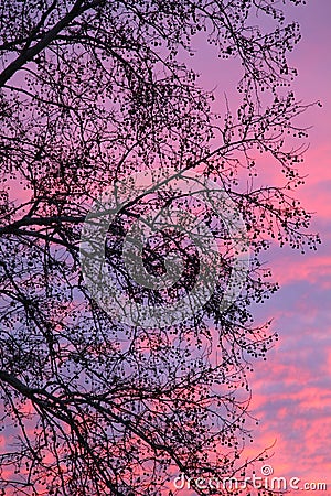 Shades of color at sunset with silhouette of Gum tree Stock Photo