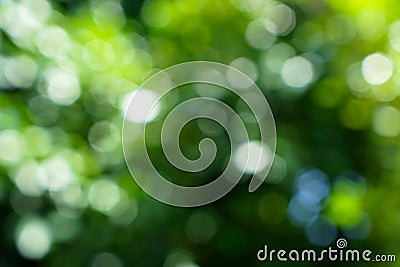 Shades of defocused natural green leaves and white light bokeh b Stock Photo