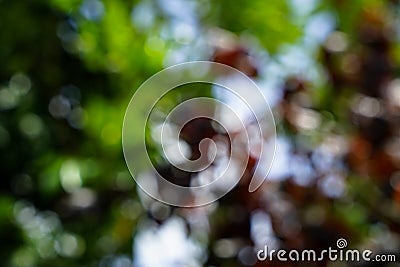 Shades of defocused natural green and red leaves with bright white light color bokeh background Stock Photo