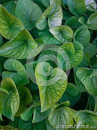 Shades of green. Macro plants. Stock Photo