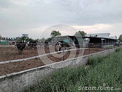 This shades are from Indian cows. There are many cow shades in India. Stock Photo