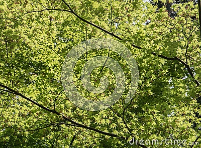 Shades of maple leaves in the complex of Sanzen-in Temple. Stock Photo