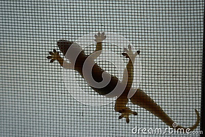 Shadow body of lizard see the belly and legs holding on wire screen Stock Photo