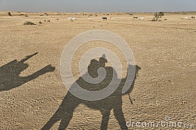 Shadow of a camel with tourist on a sand dunes, Thar desert Stock Photo