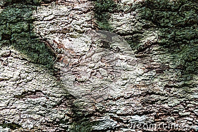 Shadow on old tree bark Stock Photo