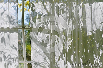 Shadow on curtain window in living room with warm and cozy natural light, Sunlight shining through tree leaves on shade Stock Photo