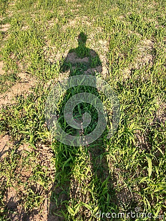 Shadow of man watching his crops Stock Photo