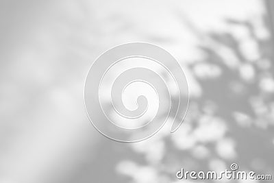 Shadow overlay effect on white background. Abstract sunlight background with organic shadows from plants, leaves, and branches Stock Photo