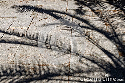 Shadow from a palm tree on the pavement. rectangular pavement stones on which palm branches cast shadows Stock Photo