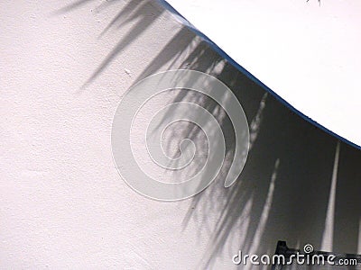 Abstract shadow of palm tree on white wall Stock Photo