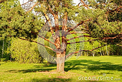 Shadow of pine in the sun Stock Photo