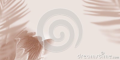 Shadow Tropical Palm leaves and Protea flower on light pastel Background. Creative copyspace banner. Unobtrusive Stock Photo