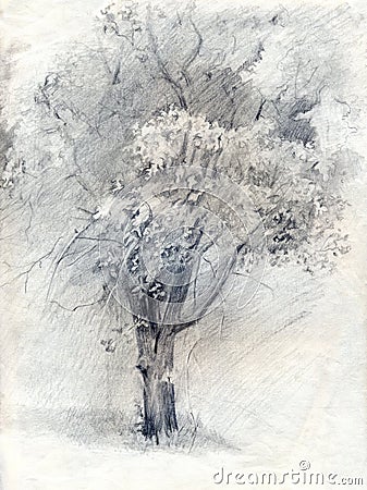 Tree. Pencil drawing on paper Stock Photo