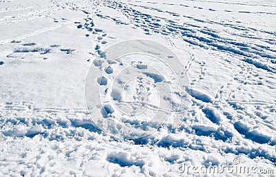 Shadows in the footsteps Stock Photo