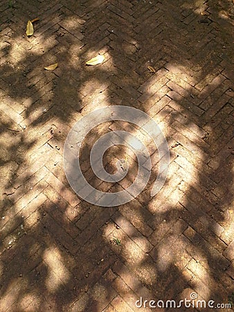 Shadows of leaf on old bricks road surface ,Hadyai ,Songkhla ,Thailand Stock Photo