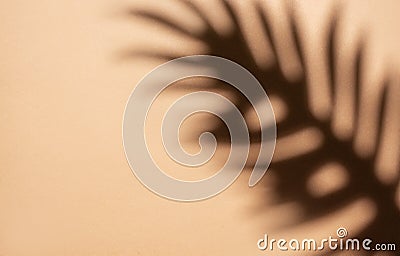 Shadows from palm leaves Stock Photo