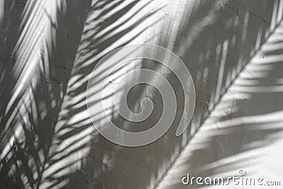 Shadows of palm leaves on textured wall Stock Photo
