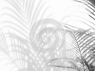 Shadows palm leaves on a white wall Stock Photo