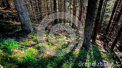 Shadows of the spruce forest intertwined with the grass Stock Photo