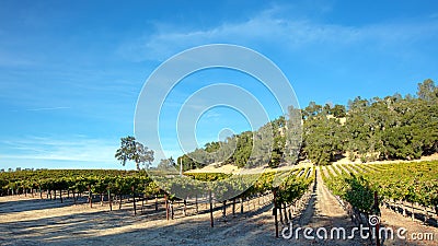 Shadows and sunlight over winery vineyard in Paso Robles California USA Stock Photo