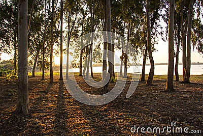 Shadows, trees, sun, reflections, dawn. Stock Photo